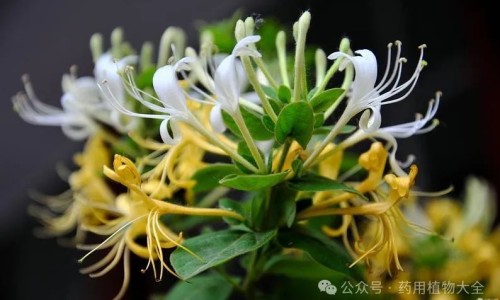 中药黄芪的作用和副作用-中药黄芪有升压作用吗能吃吗-中药黄芪起什么作用,中国中药黄芪有升压作用吗网站